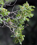 Audobons Yellow rumped Warbler 4158